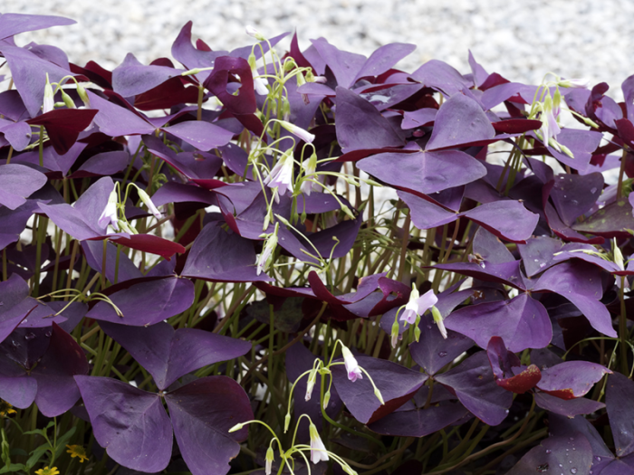 oxalis2